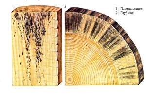 Схема поражения древесины плесенью