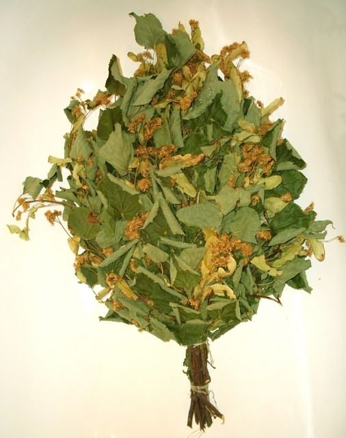 Липовый веник, особенно собранный в период цветения, придаст банной атмосфере неповторимый аромат